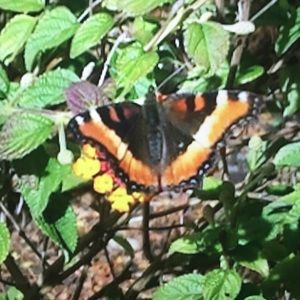 Meet your Posher, Janet